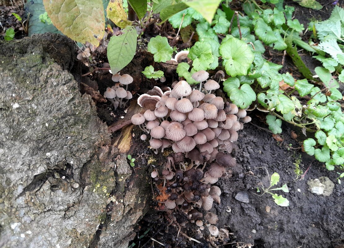 А у нас во дворе - ирина 