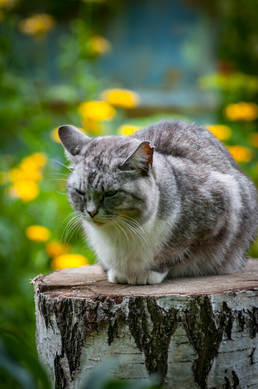 На пенёчке у цветочков! - Анатолий Нецепляев