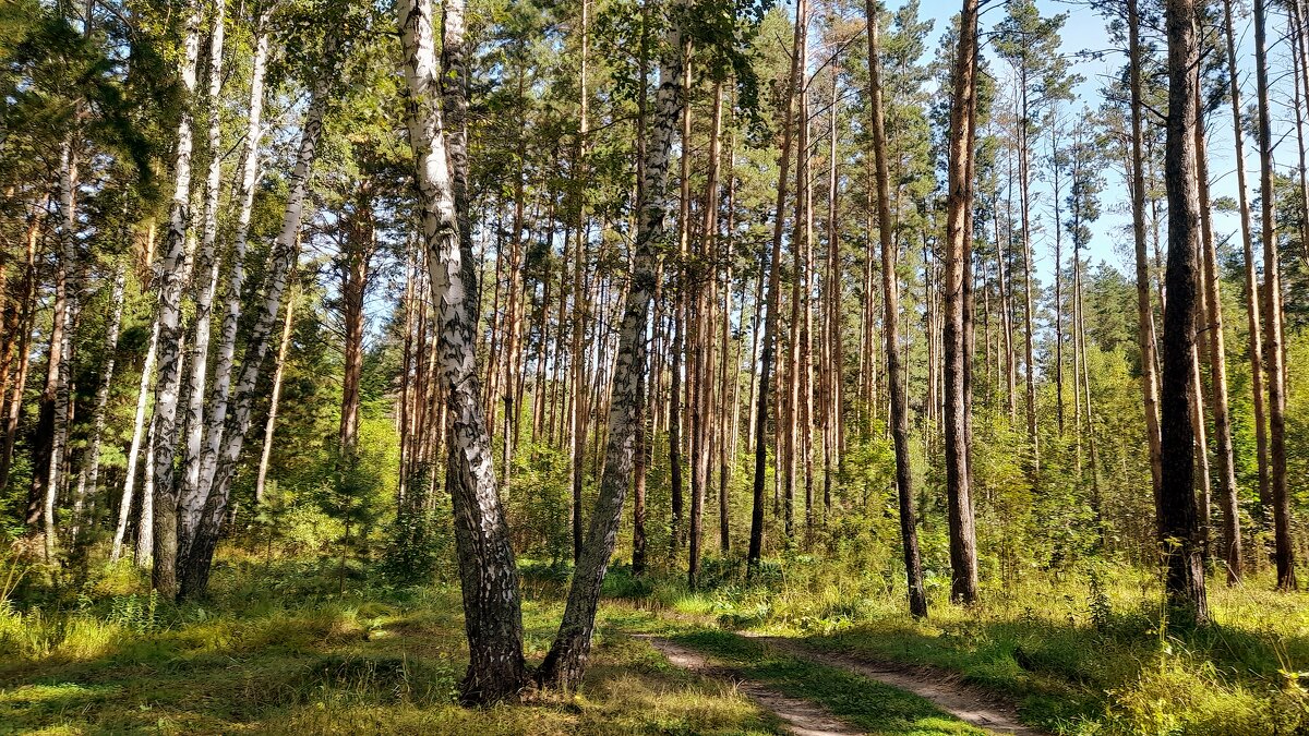 Августовский лес . - Мила Бовкун
