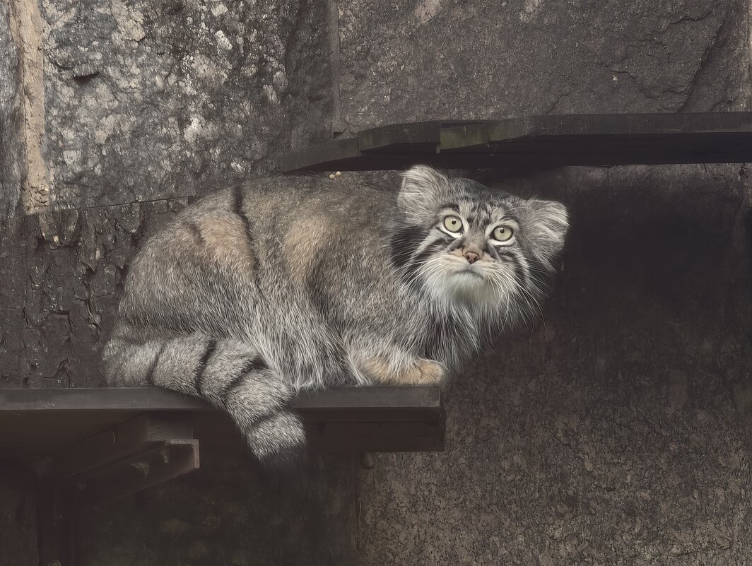 Манул Тимоша - <<< Наташа >>>