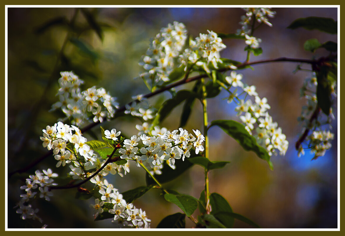 Цветение - Владимир Кроливец