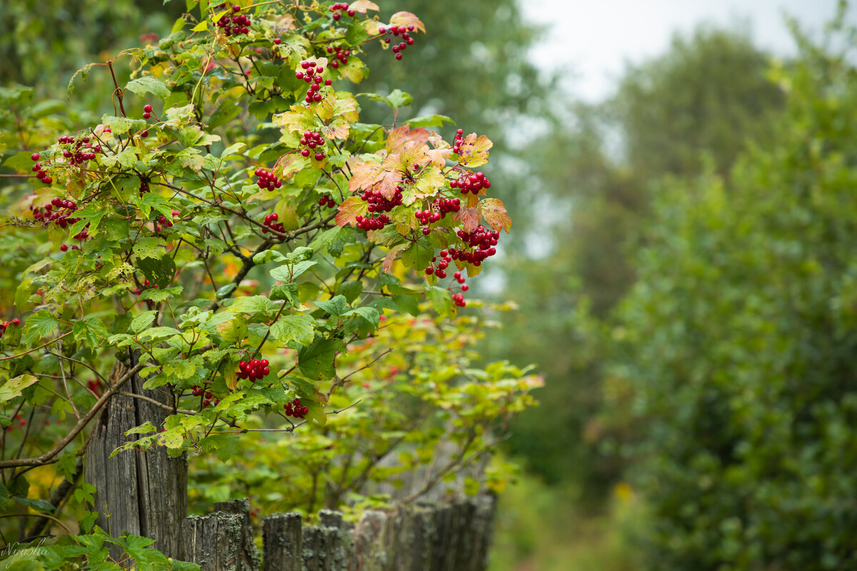 Калина красная - Nyusha .