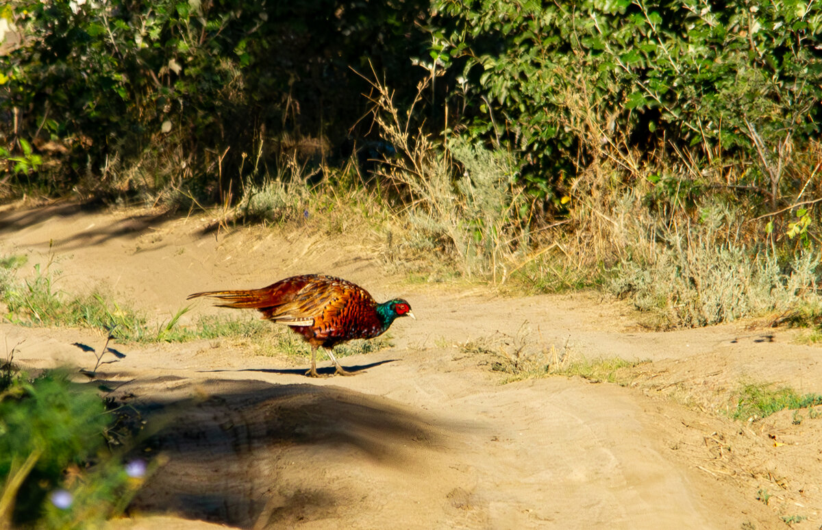 Обыкновенный фазан. - Yuri Chudnovetz