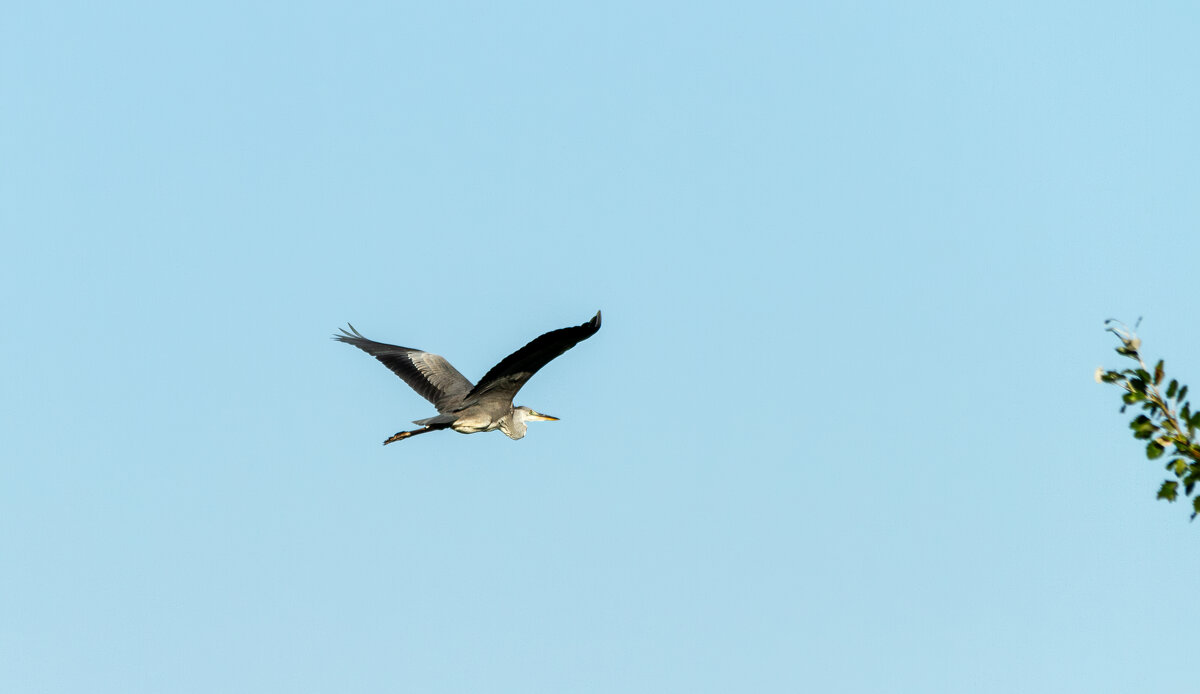 В полёте. - Yuri Chudnovetz