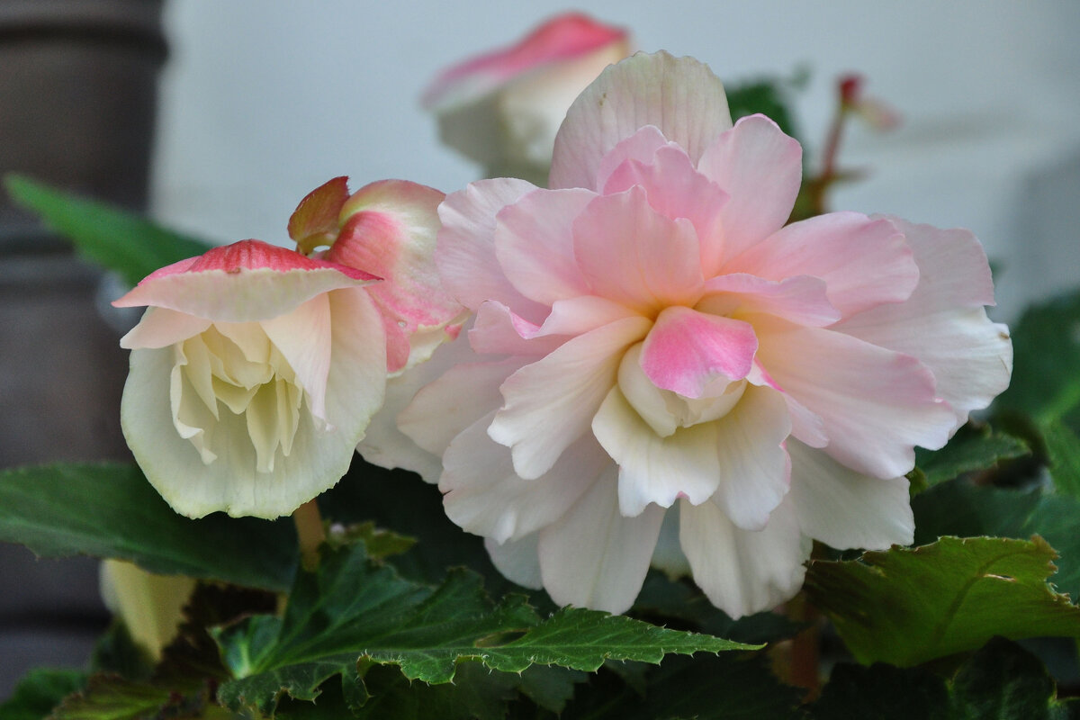 Бегонии - Татьяна Машошина Бегонии - Татьяна Машошина