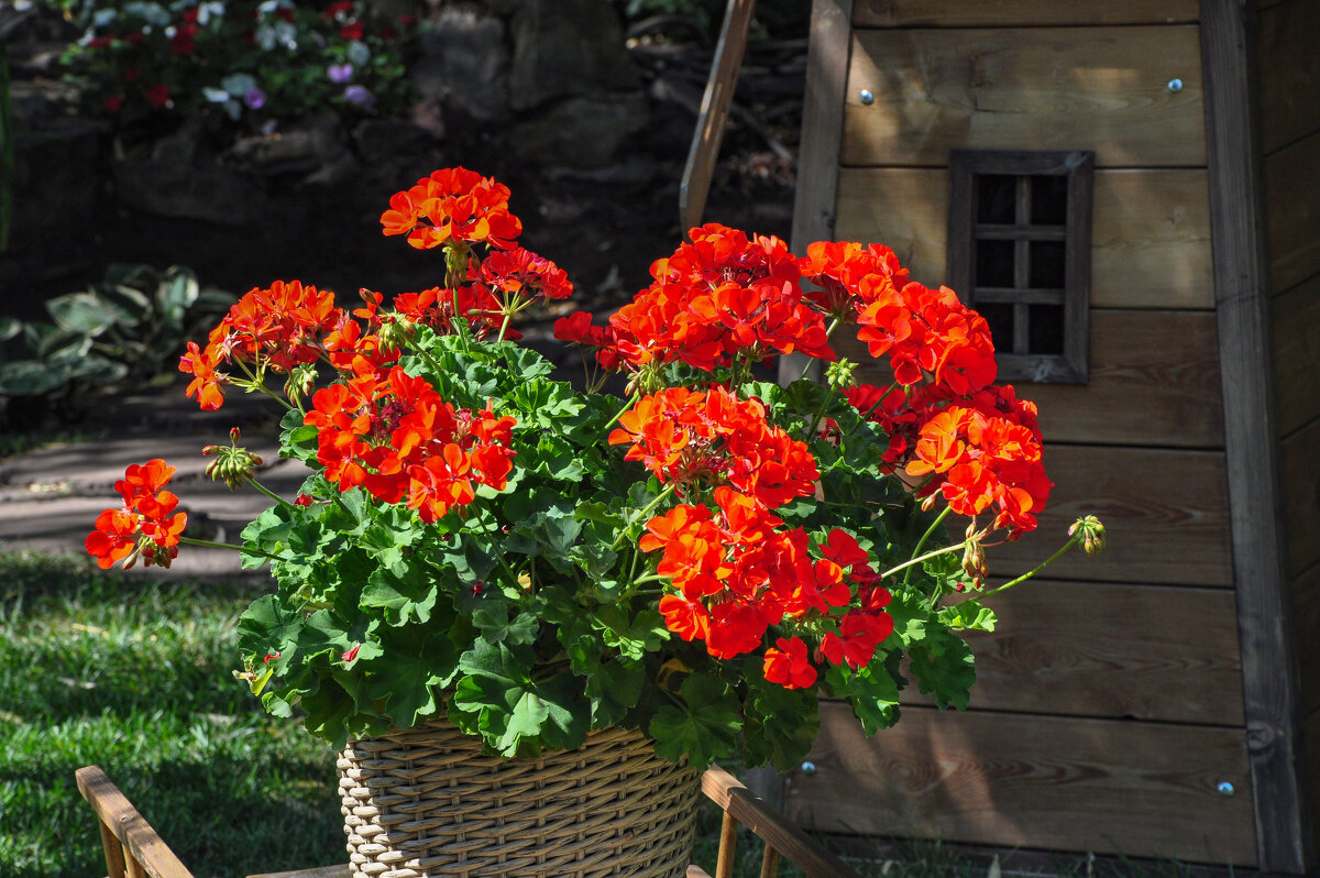 Алая герань - Татьяна Машошина