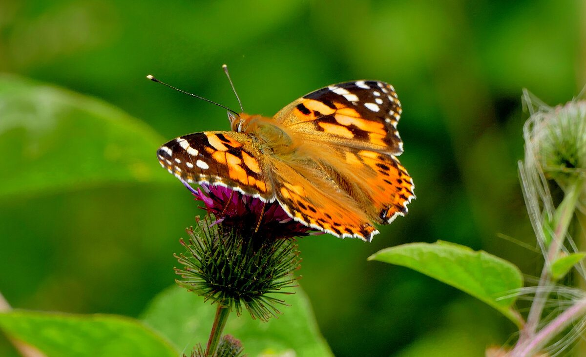 из снятого сегодня 4 - Александр Прокудин