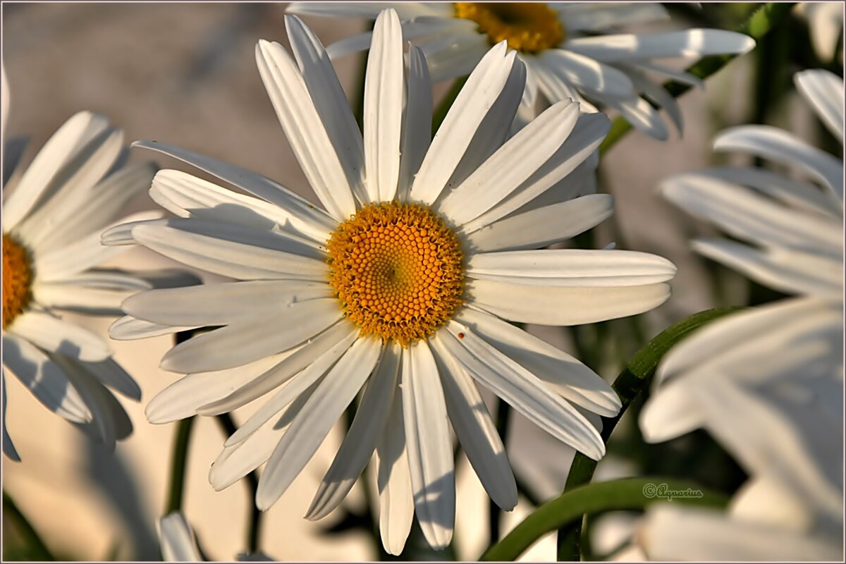Про городские цветы... - Aquarius - Сергей