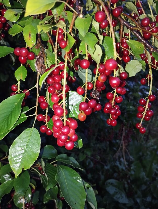 Черемуха - На-та-ша 