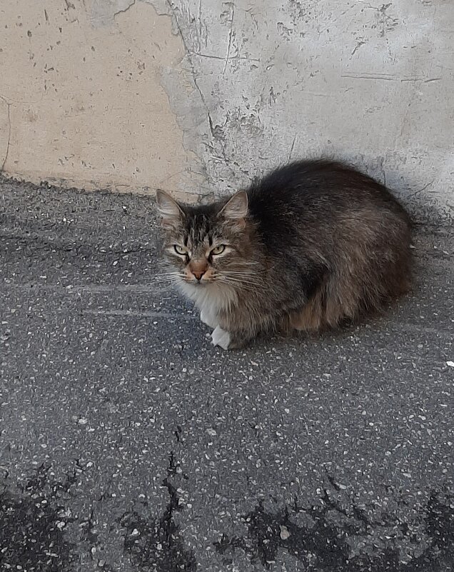 Хозяин двора - Наталья Герасимова