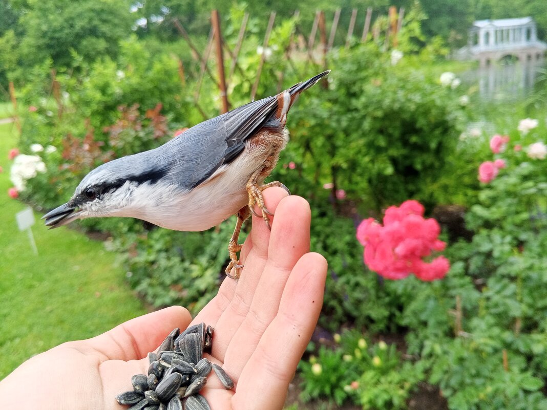 Поползень - Сапсан 
