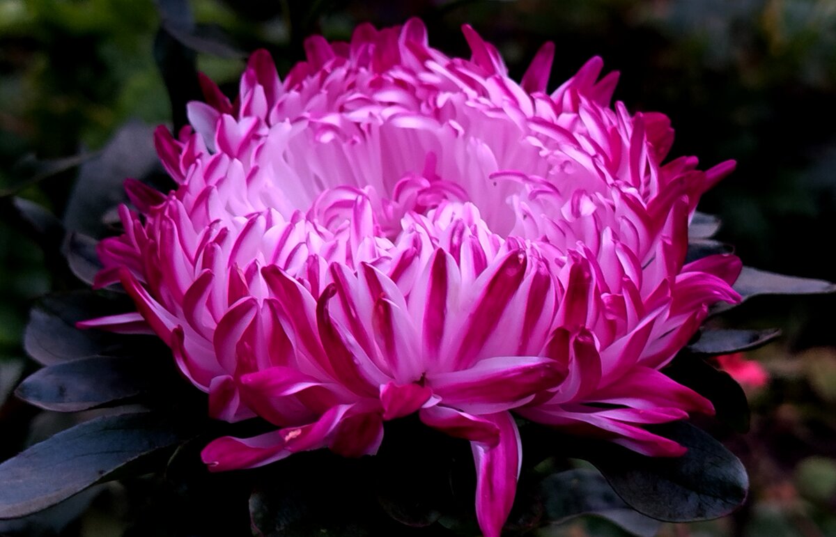 Шикарная астра - светлана льдокова