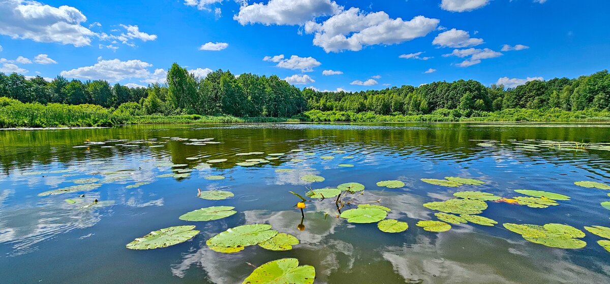 Река Солоница - Михаил Свиденцов