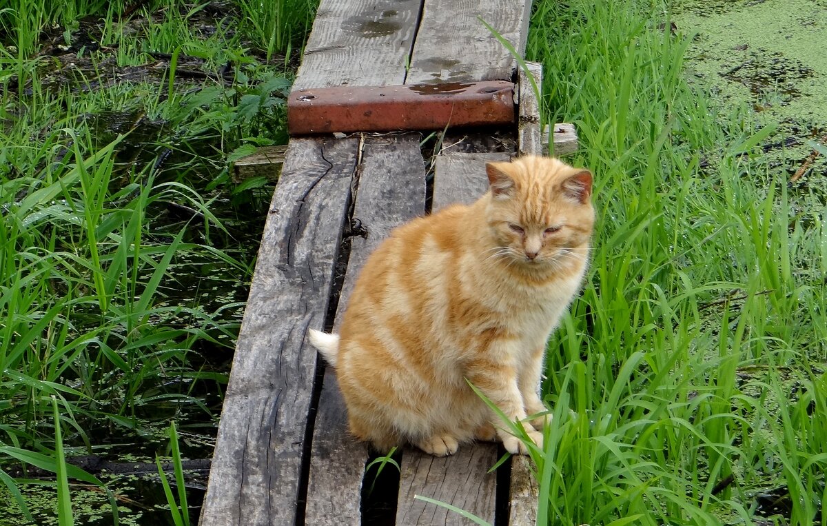 Рыжик - Антонина Гугаева