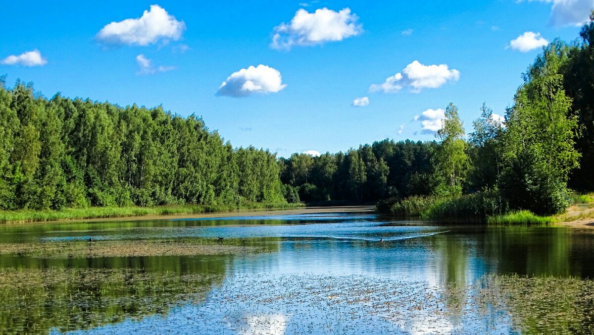 Лето в середине августа. - Милешкин Владимир Алексеевич 