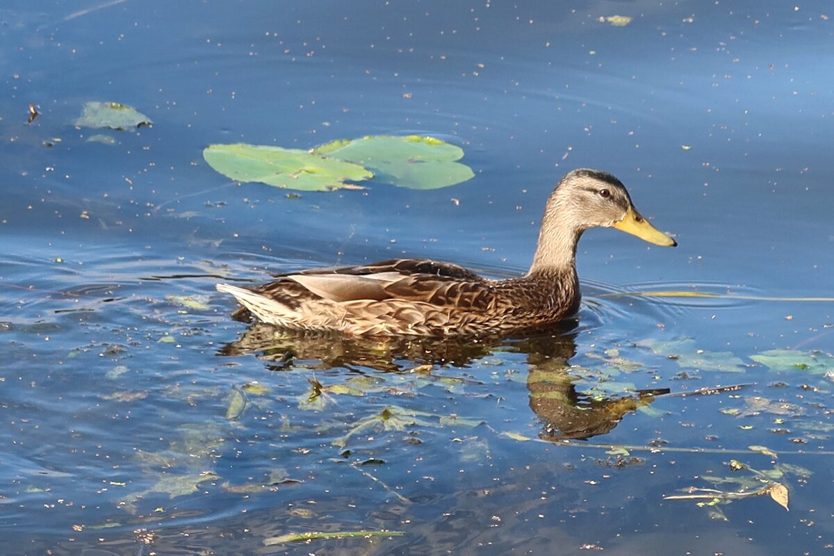 Утка - Дмитрий И_