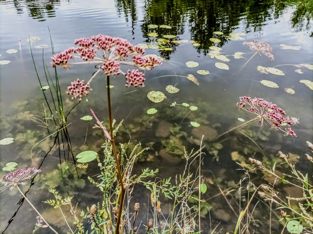 Сусак зонтичный - Veera V
