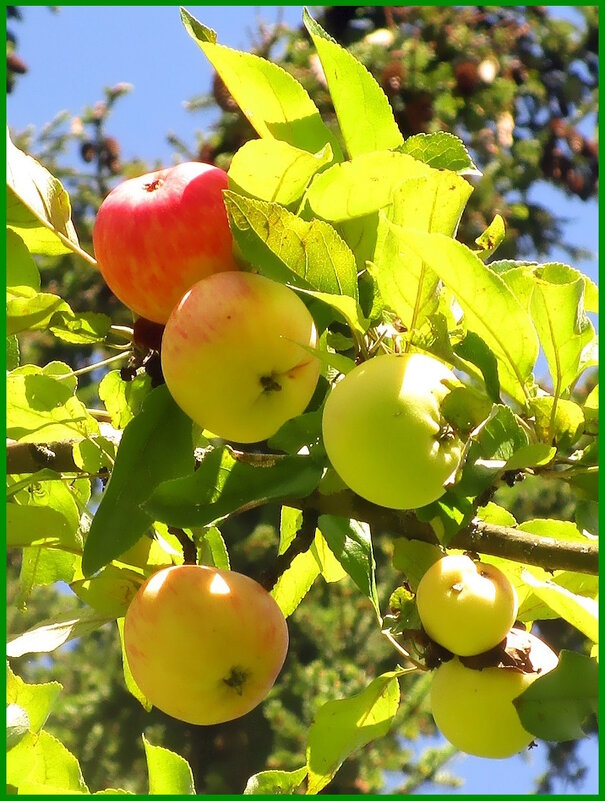 Дары августа. - Ольга Довженко