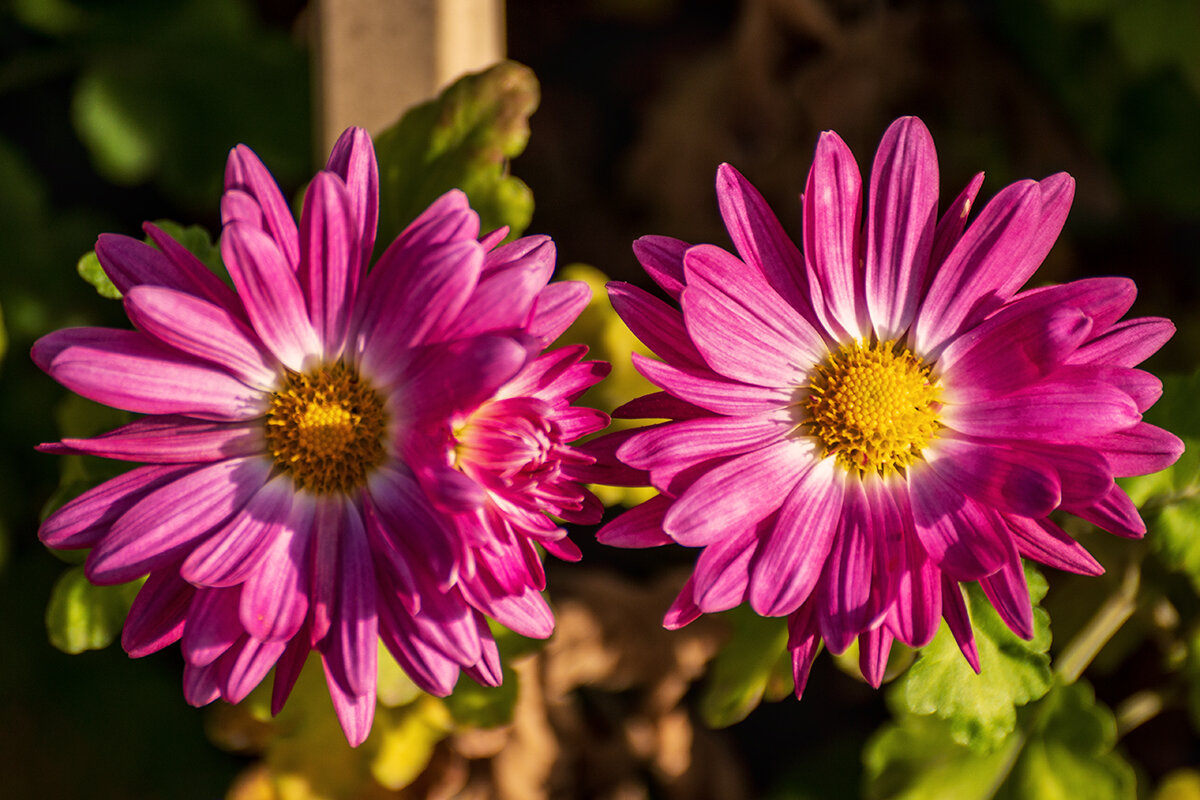 *** - Игорь Сикорский