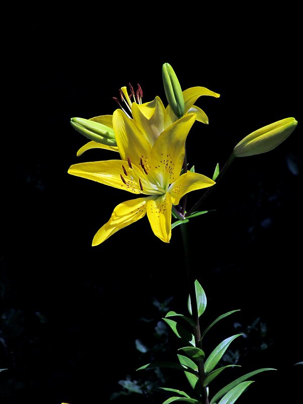 Летние цветы - Роман Савоцкий