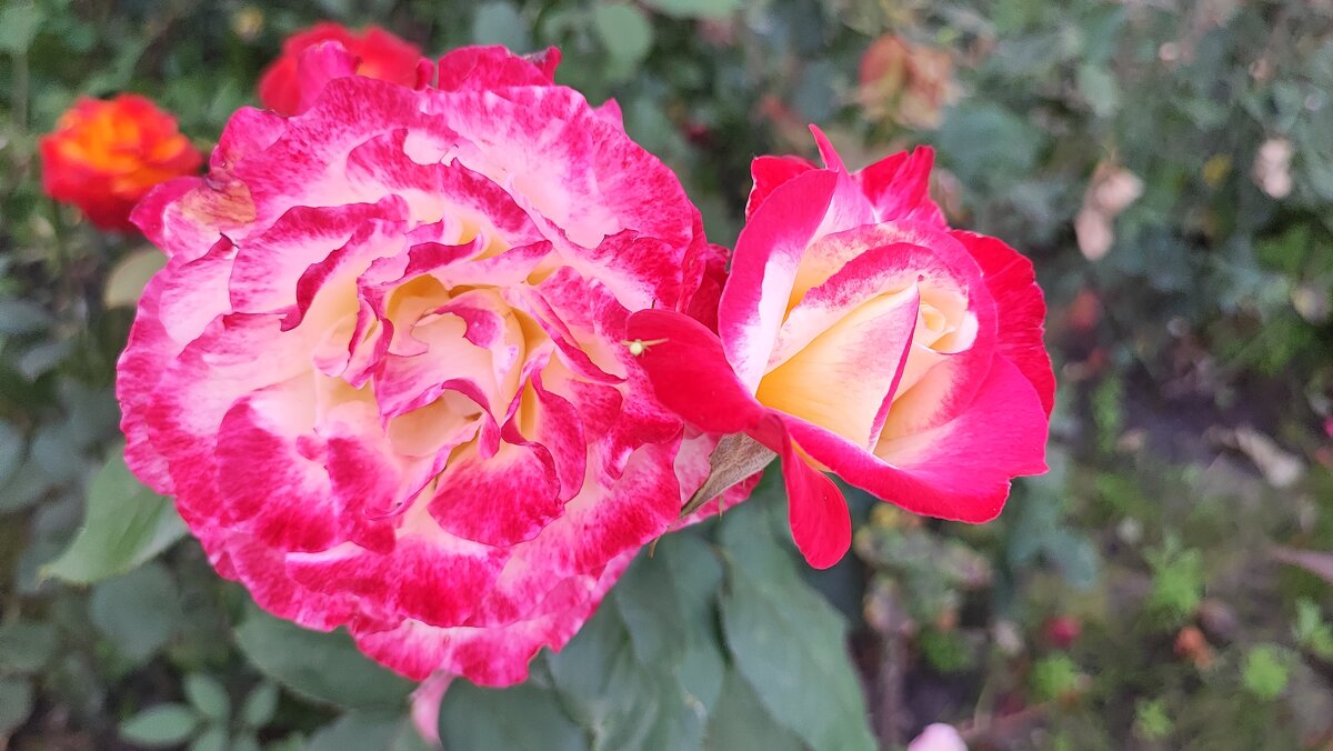 ,,, - Сергей Тимоновский