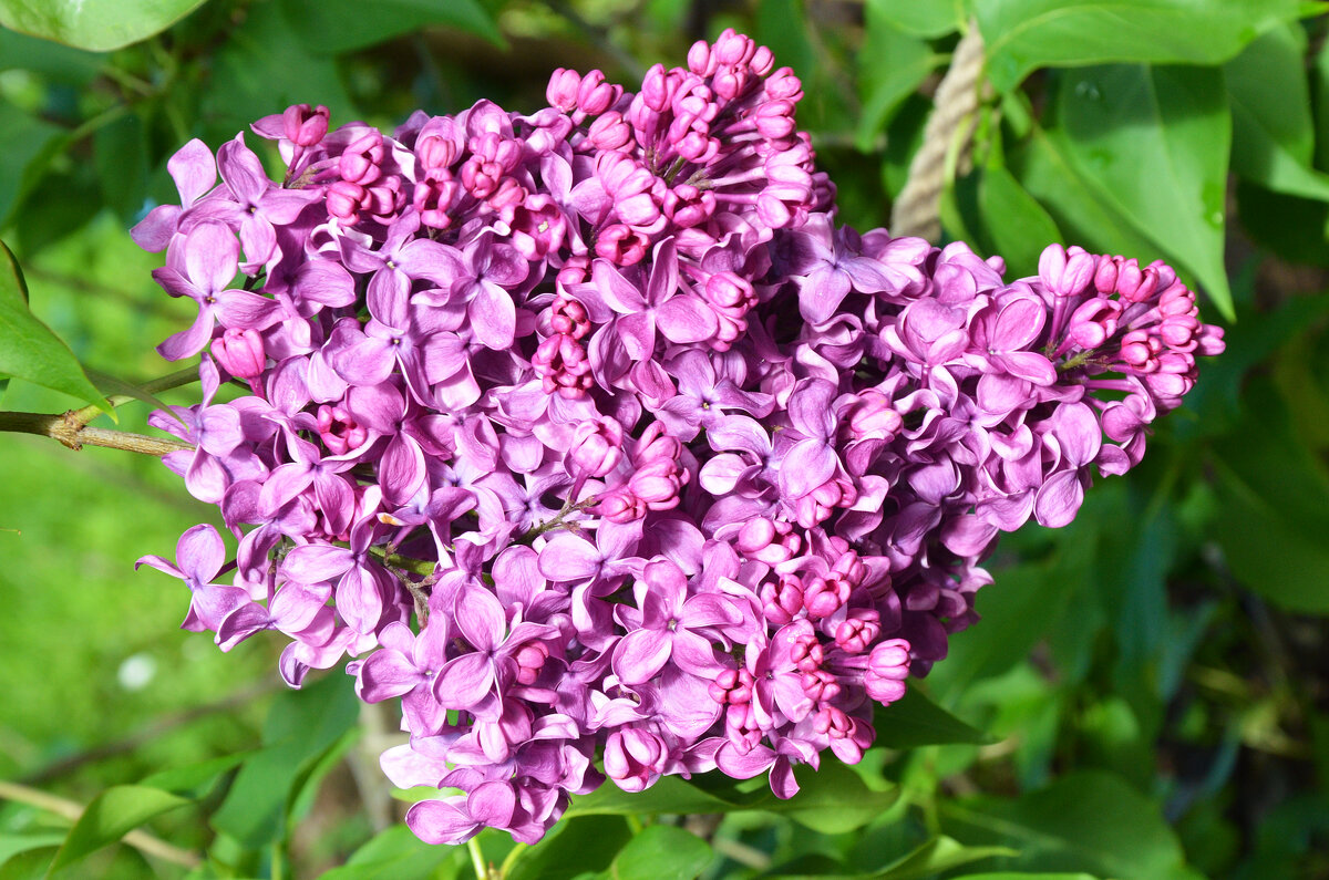 Весна в Ботаническом... Май. - Наташа ***** Весна в Ботаническом... Май. - Наташа *****