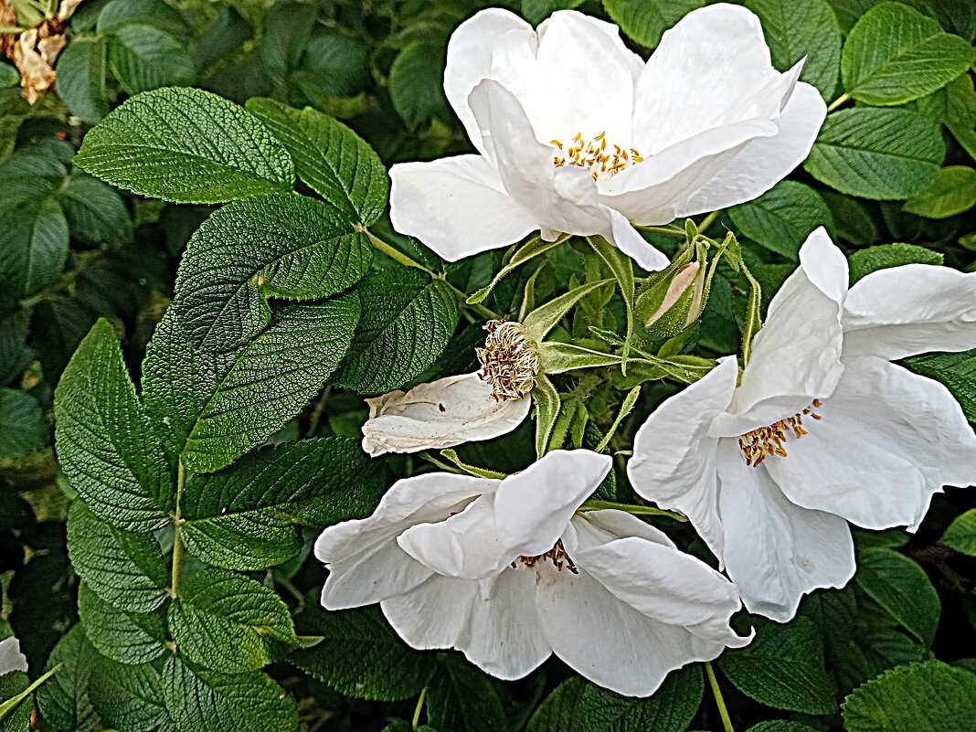 Цветы. - Владимир Драгунский