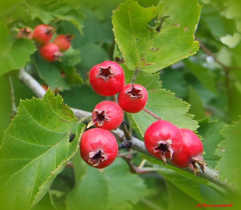 И вот уже боярышник созревает... - Андрей Заломленков