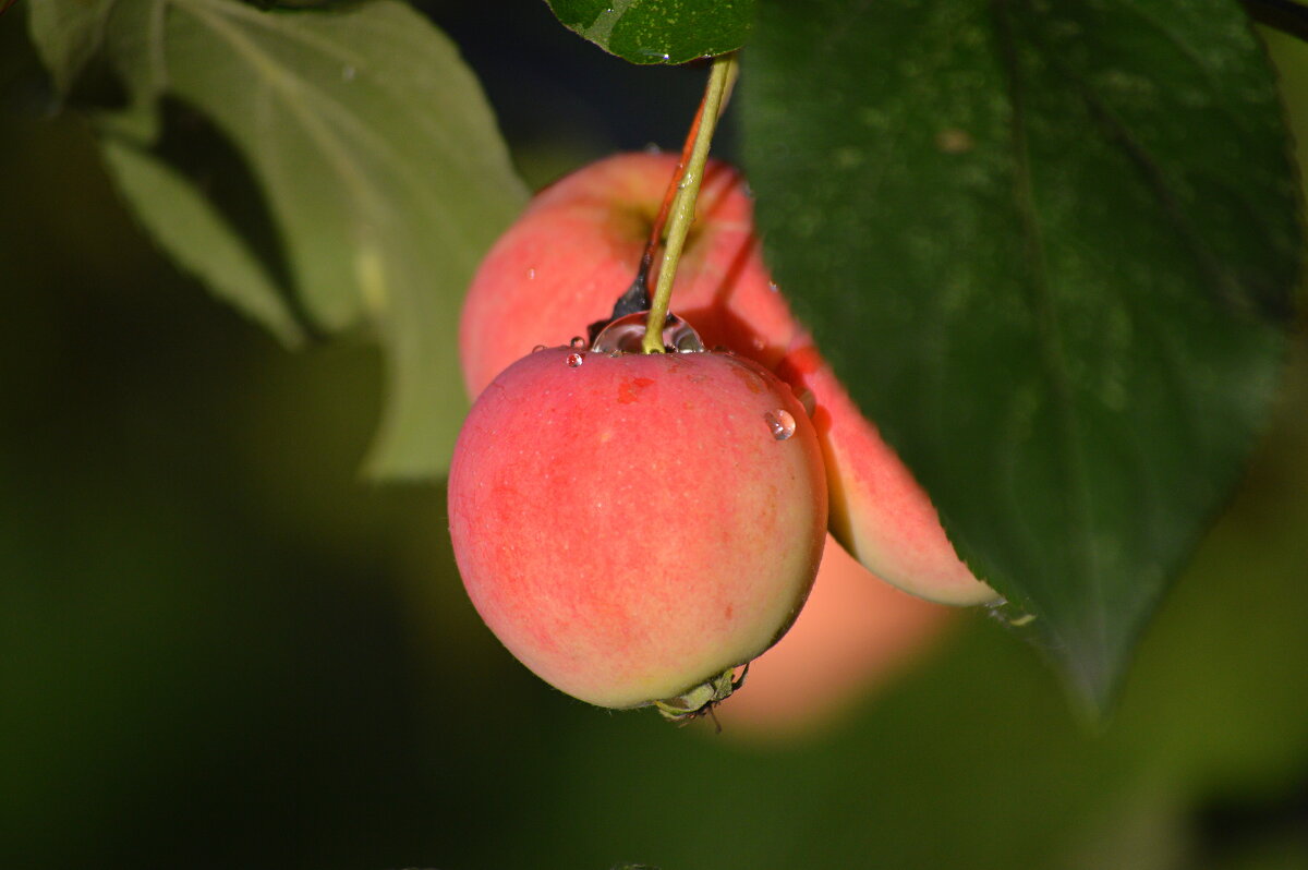 ЯБЛОЧНЫЙ СПАС - с праздником, православные! - Татьяна Лютаева