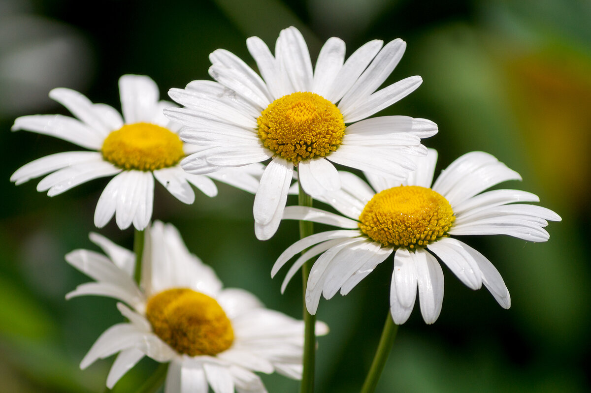 Ромашки - IRinA*** 