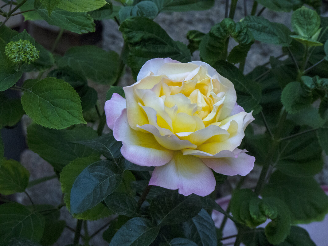 Глория  Дей - Валентин Семчишин