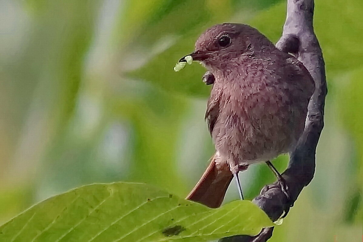 Удачная охота... - Николай Саржанов