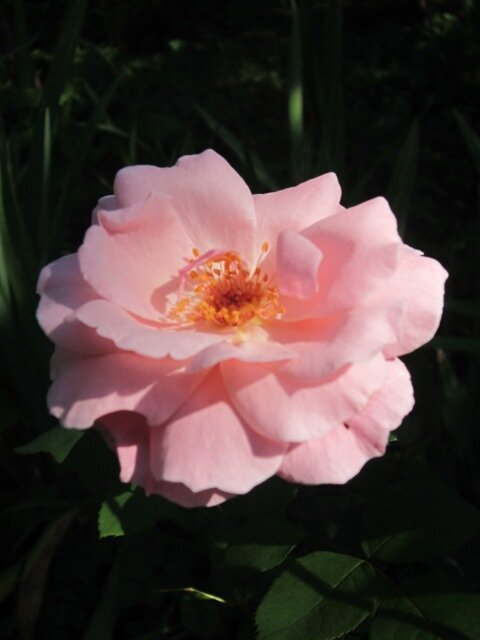 Цветок шиповника - Дмитрий Никитин