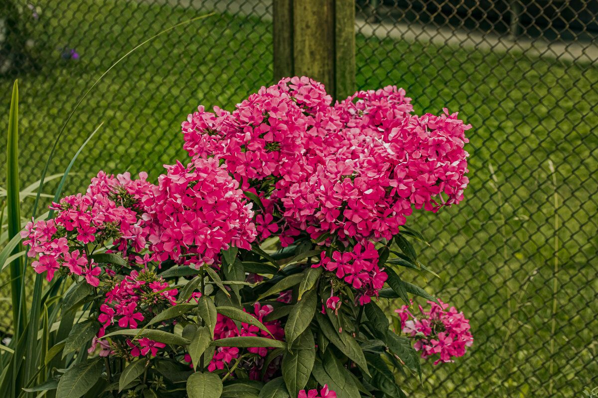 Яркое цветение. - Петр Беляков