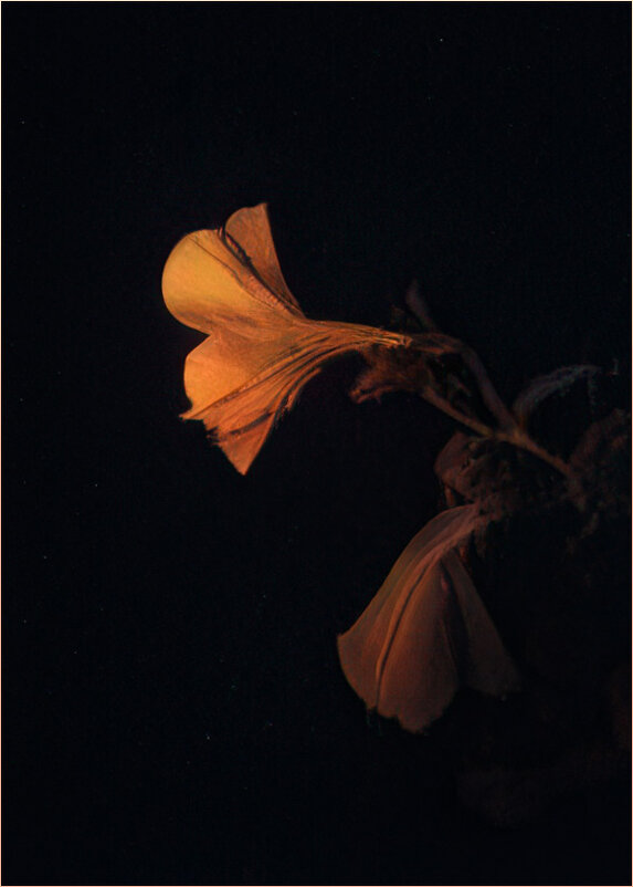 Цветок в ночи - Людмила Фил