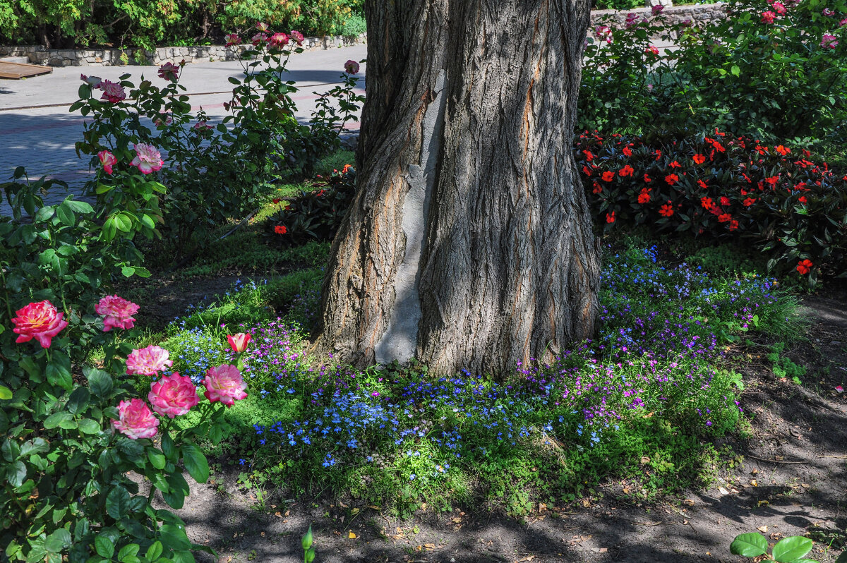 Лето в Акатовом монастыре - Татьяна Машошина