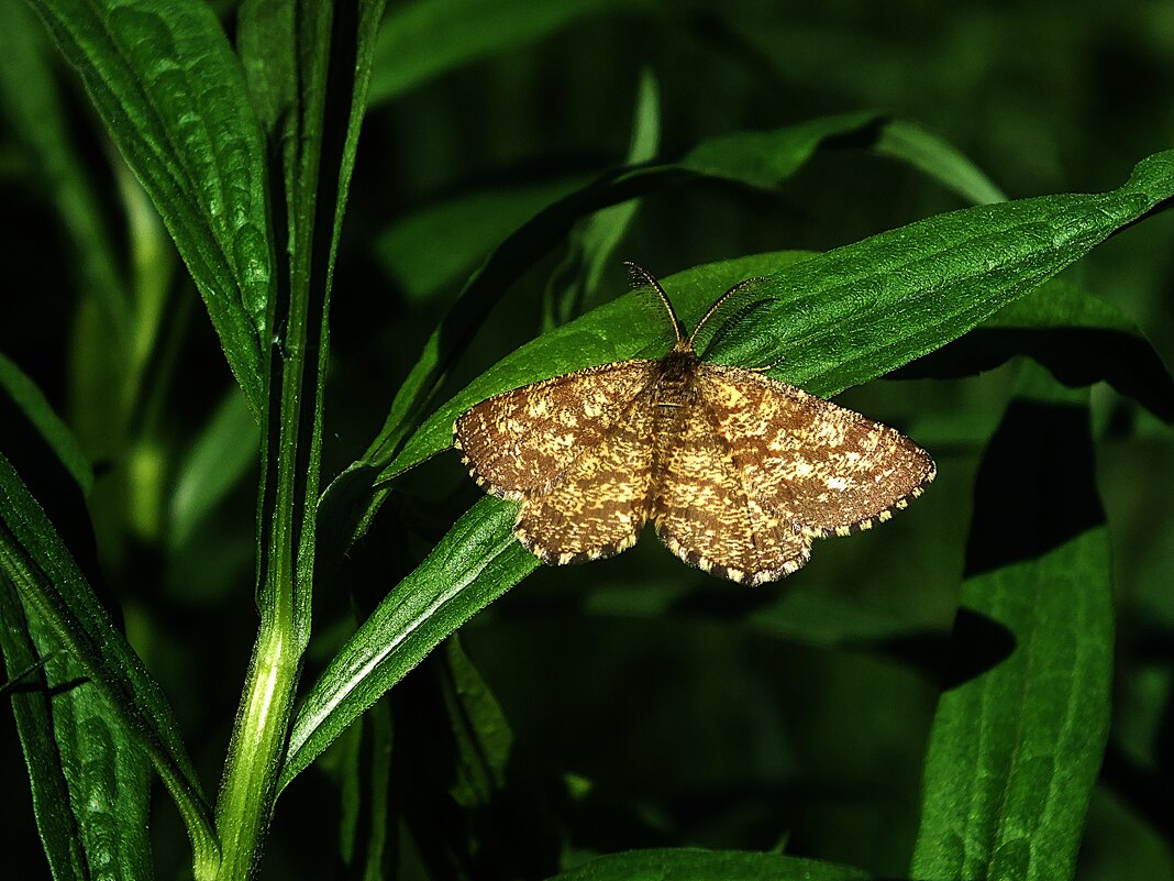 ** - Зоя Мишина ** - Зоя Мишина