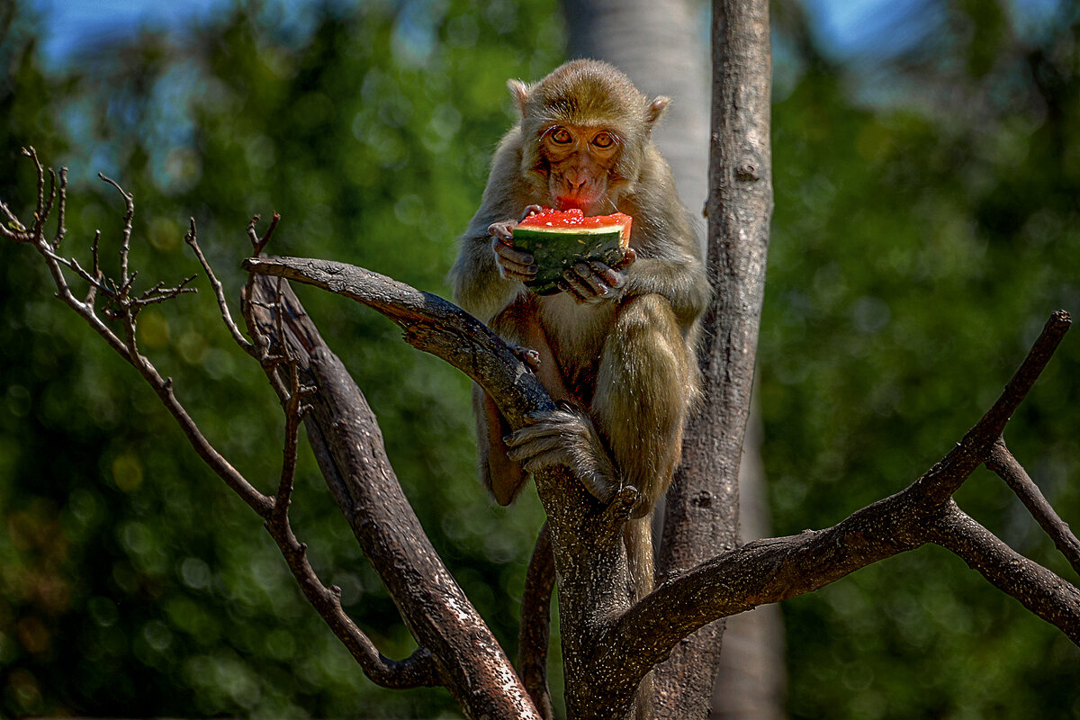 Арбуз - alex graf