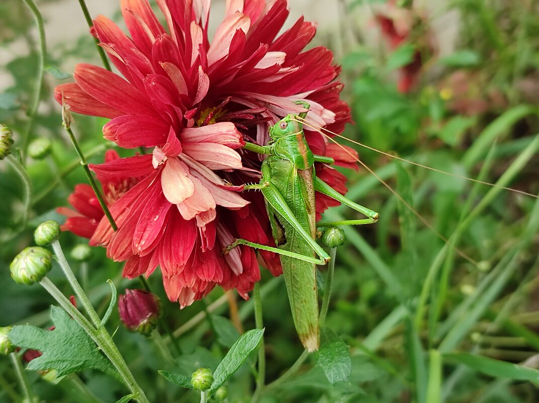 Мадам,  приглашаю. - Валентина Богатко 
