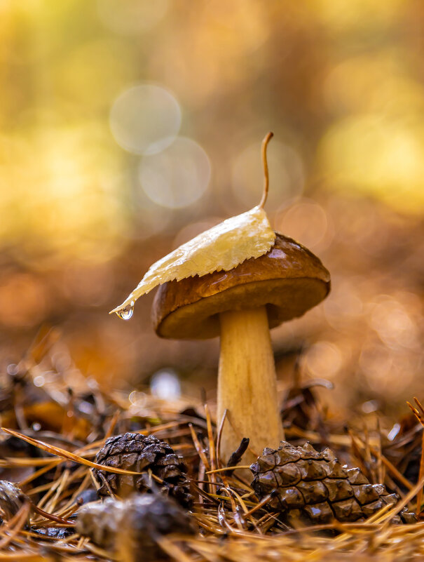 Грибочек - Андрей Пристяжнюк