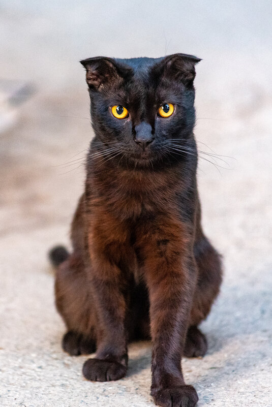 котейка - Вадим Федотов 