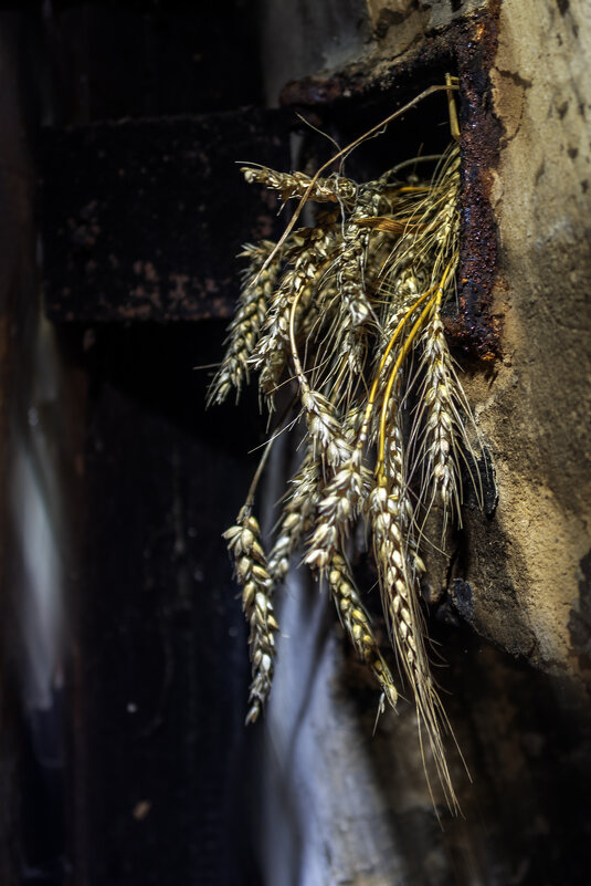 Злаки - sorovey Sol