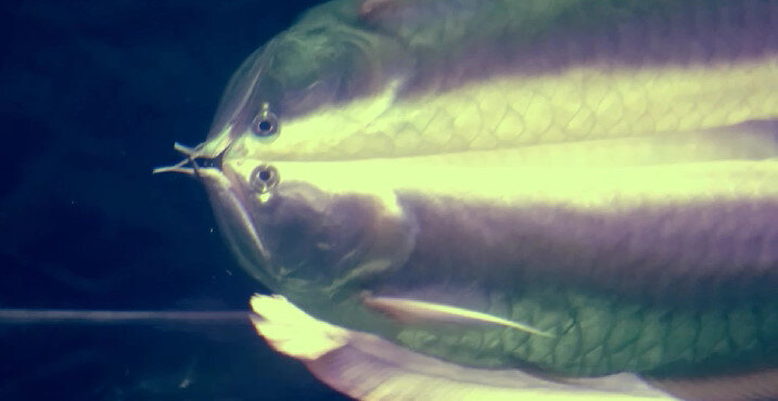 112 (213) - СТРЕН 