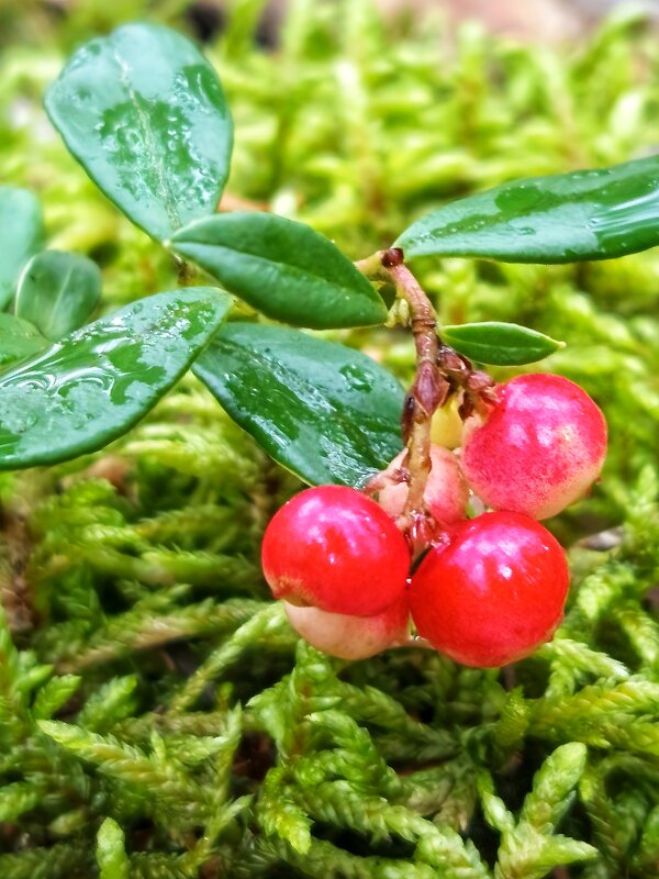 БРУСНИЧКА - Дмитрий Петренко