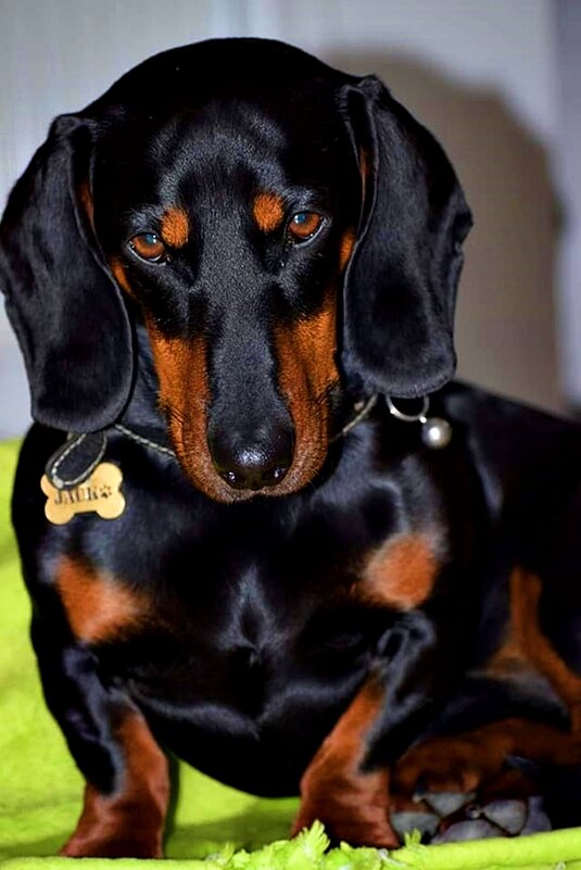 ТАКСА - Анатолий Малобродский