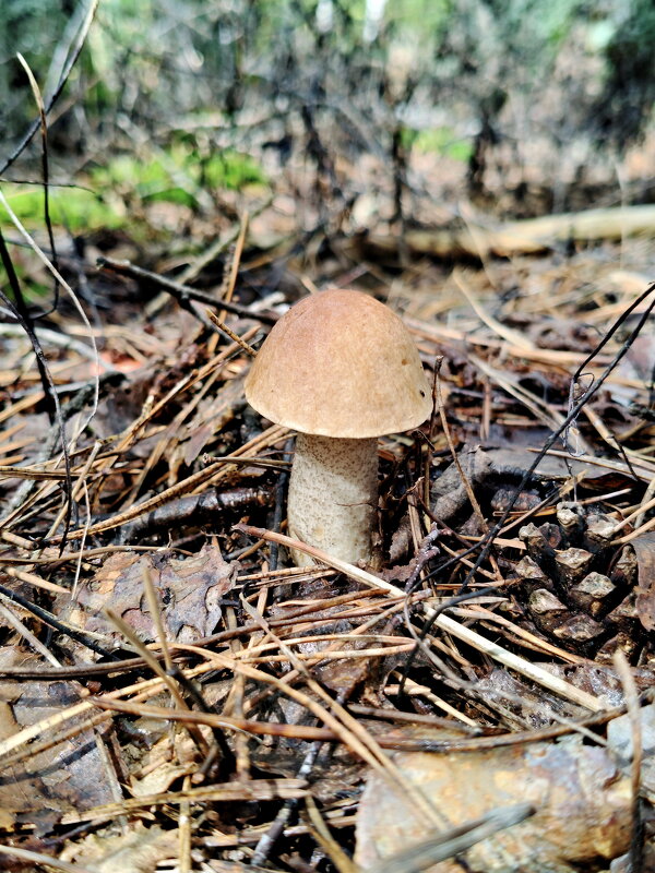 Подберёзовик - Валерий Судачок
