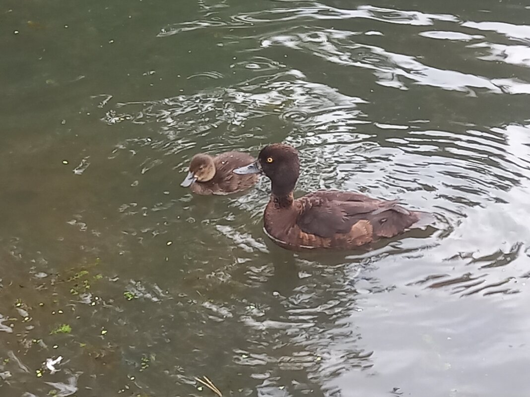 Чернеть - Сапсан 