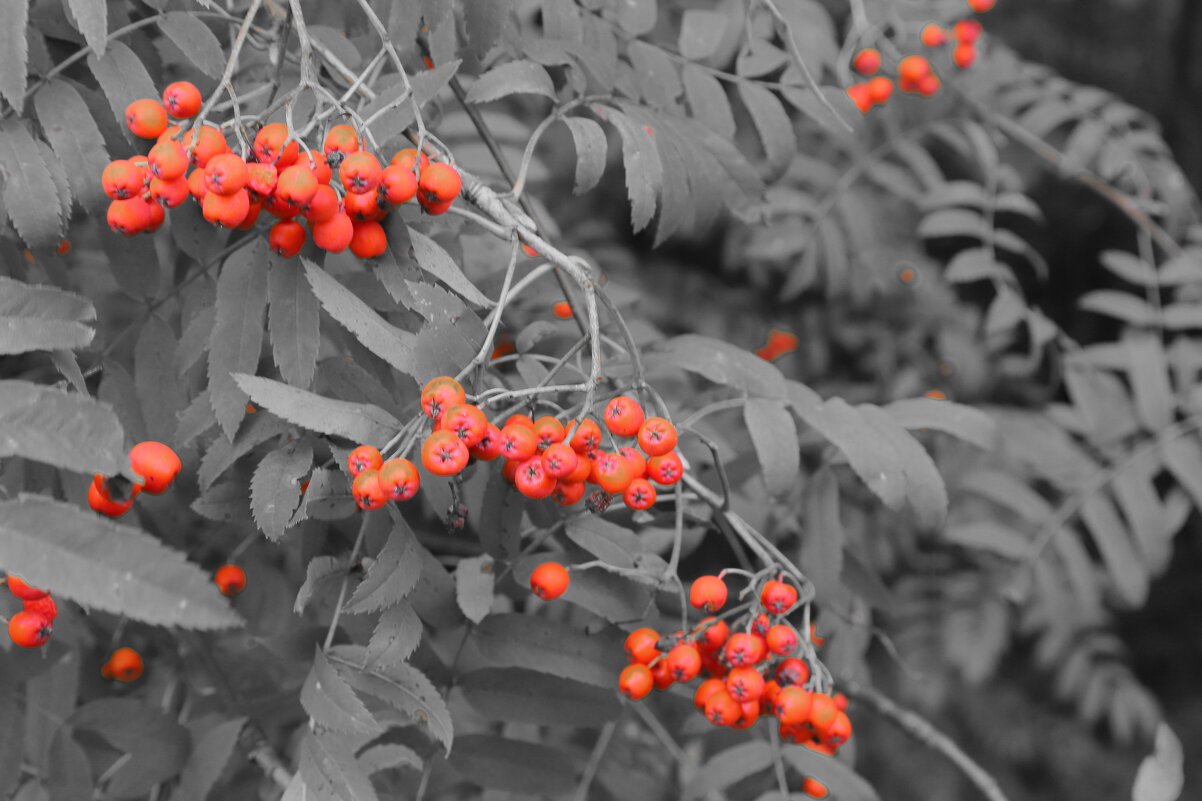 рябина - Владимир иванов