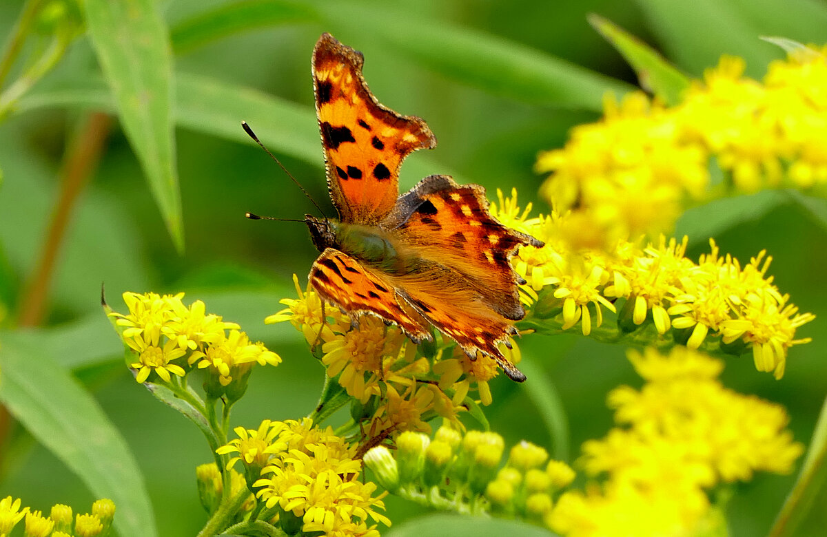 из снятого сегодня 8 - Александр Прокудин