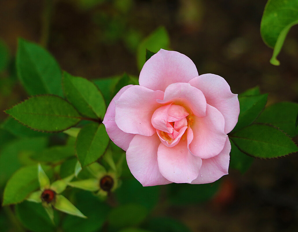 Розовая нежность 2 - Светлана 